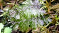 Hymenophyllum-wilsonii-L05.jpg