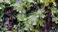 Hymenophyllum-wilsonii-L10.jpg