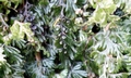 Hymenophyllum tunbrigense #01.jpg