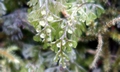 Hymenophyllum tunbrigense #02.jpg