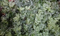 Hymenophyllum tunbrigense #03.jpg