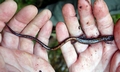 Iberian long tailed Salamander #01.jpg