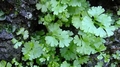 Anogramma leptophylla B02.jpg