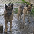 Guard dogs B03.jpg