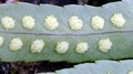 Polypodium cambricum G06.jpg