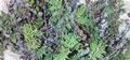 #17 Cheilanthes acrostica.jpg