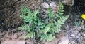 #19 Cheilanthes acrostica.jpg