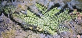 #26 Asplenium trichomanes.jpg