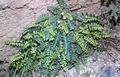 #27 Asplenium ceterach.jpg