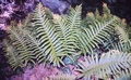#58 Polypodium cambricum.jpg