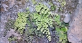 #63 Adiantum capillus-veneris.jpg