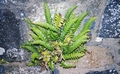 Asplenium marinum #31.jpg
