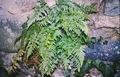 Asplenium x sarniense  (possibly) #25.jpg