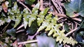 Asplenium x microdon #14.jpg
