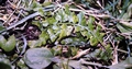 Asplenium x microdon #16.jpg