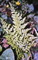 Asplenium adiantum-nigrum #01.jpg