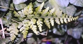 Asplenium adiantum-nigrum #08.jpg