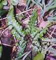 Asplenium x microdon #14.jpg