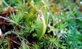 Ophioglossum lusitanicum #A03.jpg