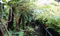 Belfast Botanic Gardens #B03.jpg
