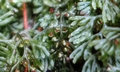 Hymenophyllum tunbrigense #E02.jpg