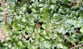 Hymenophyllum tunbrigense #E03.jpg
