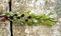 Hymenophyllum wilsonii #C01.jpg