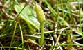 Ophioglossum azoricum #D01.jpg