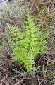 asplenium_adiantum_nigrum_3.jpg