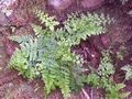 asplenium_bilottii_2.jpg