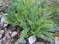 asplenium_fontanum_2.jpg