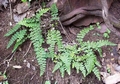 asplenium_foreziense_1.jpg
