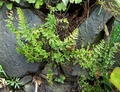 cheilanthes.jpg