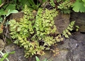 cheilanthes_3.jpg