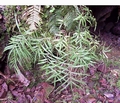 pteris_cretica_1.jpg