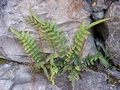 pteris_vittata_2.jpg