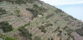 terraces_4.jpg