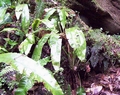 trichomanes_speciosum.jpg