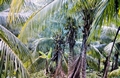 Palm-trees-#02.jpg
