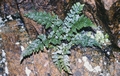 Asplenium species #11.jpg