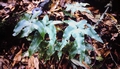 Asplenium hemionitis #40.jpg