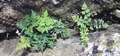 Cheilanthes #49.jpg