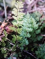 Cheilanthes maderensis #75.jpg