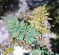 Cheilanthes pulchella #12.jpg
