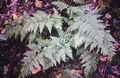 Dryopteris guanchica #67.jpg