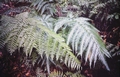 ferns #26.jpg