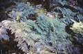 ferns #56.jpg
