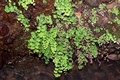 Adiantum capillus-veneris #034.jpg
