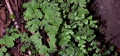 Adiantum capillus-veneris #041.jpg