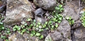 Adiantum reniforme #035.jpg